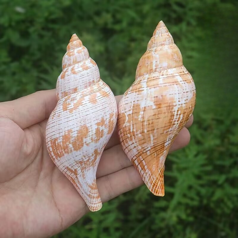 Aquarium Fish Popular - หอยสังข์ธรรมชาติ หอยทิวลิป ปูเสฉวน ของตกแต่งตู้ปลาและจัดสวนในตู้ปลา ของเล่นวิทยาศาสตร์ยอดนิยมสำหรับเด็ก