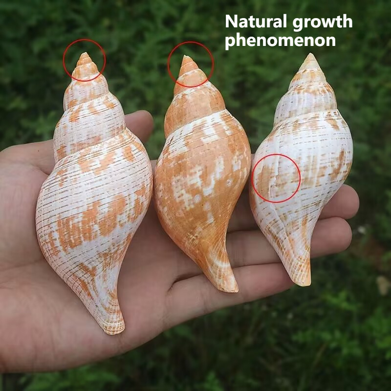 หอยสังข์ธรรมชาติ หอยทิวลิป ปูเ - Aquarium Fish Popular บทวิจารณ์และราคา