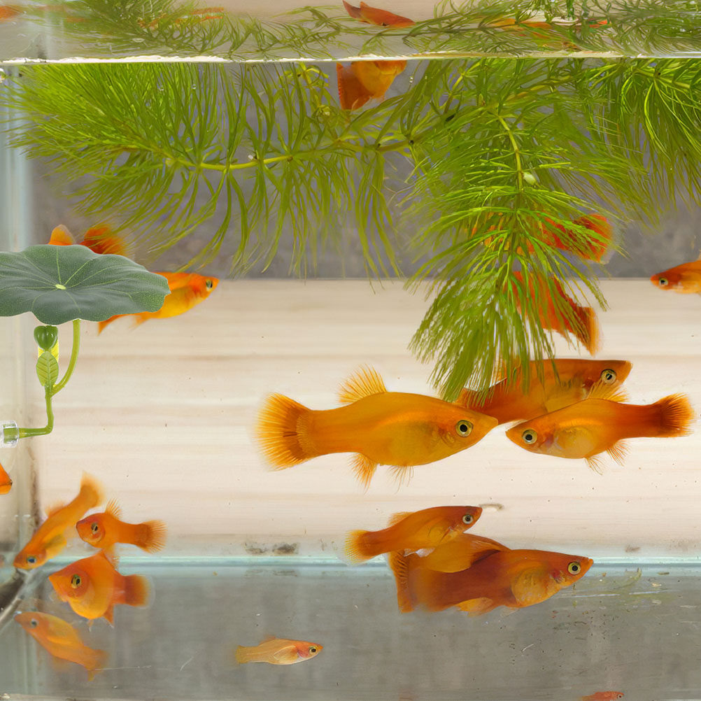 ใบบัวเทียมสำหรับปลาเบต้า 2 ชิ้ - Aquarium Fish Hiding Spot บทวิจารณ์และราคา